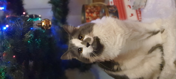 Мне подарили котенка