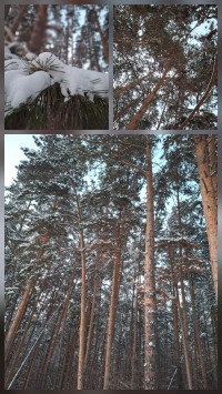 Лес -ты прекрасен