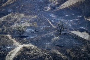 Трагедия Карадагского заповедника