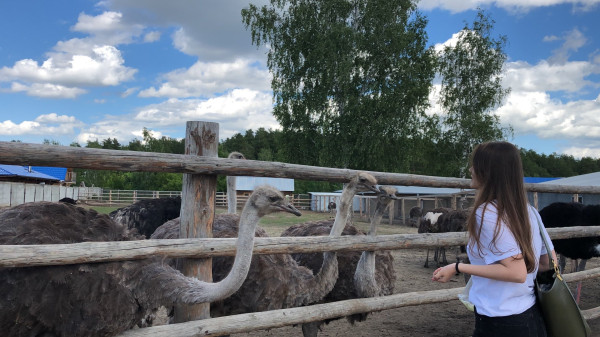 Африканские страусы в Костроме