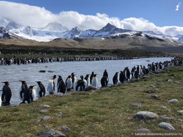 Южная Георгия