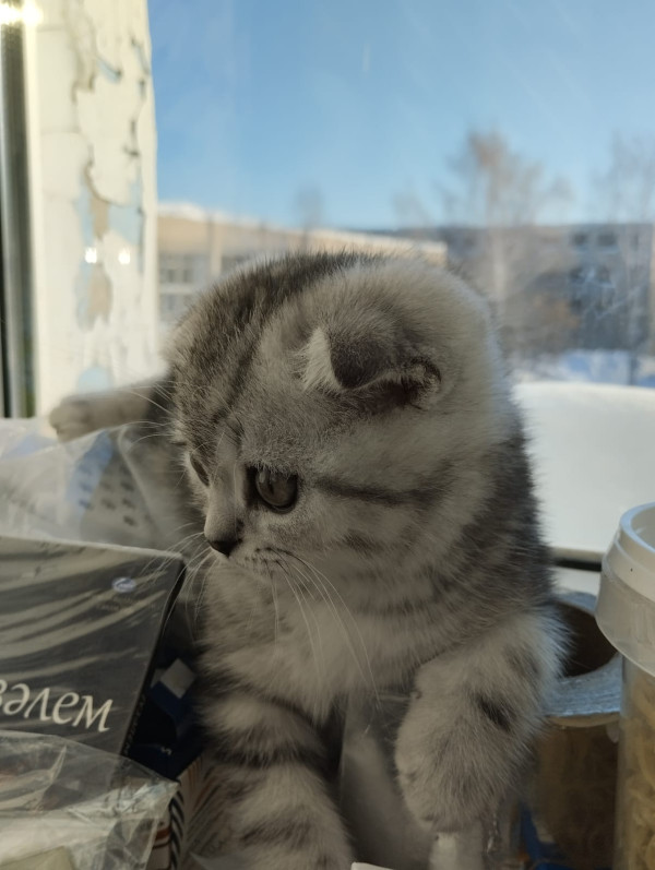 Котик Леон
