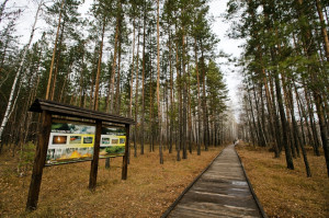 Поездка в Бузулукский Бор!