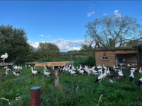 Дом белого аиста