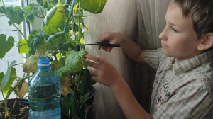 Взял и среди зимы, посадил огурцы.