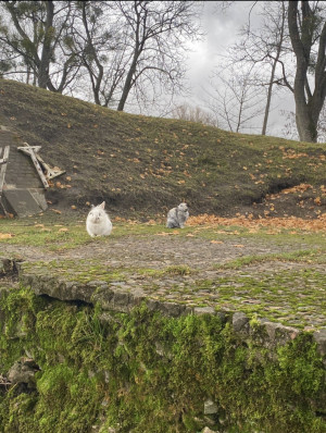 Калининград