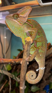 Мой питомец - хамелион.