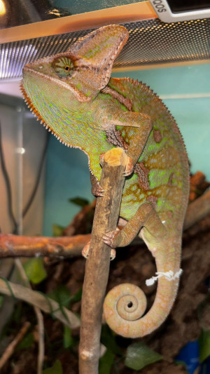 Мой питомец - хамелион.