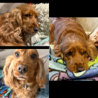 Мой лучший друг 