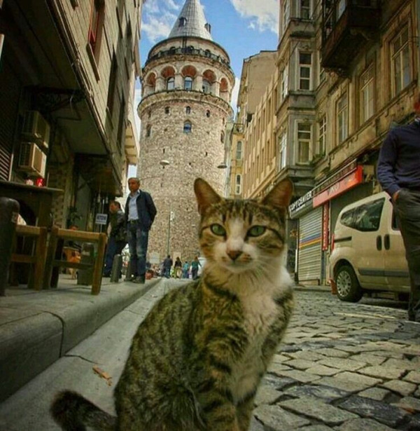 Стамбул - город кошек