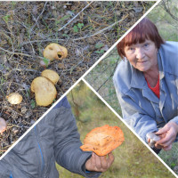 Семейные традиции собирать грибы!
