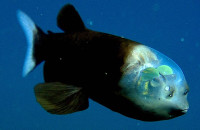 Макропинна - рыба с прозрачной головой