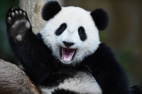 Интересный факт о пандах