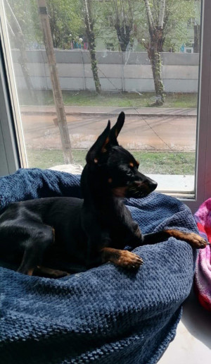 Берегите своих домашних питомцев.