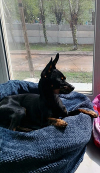 Берегите своих домашних питомцев.