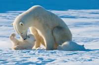 27 февраля - Международный день белого медведя!